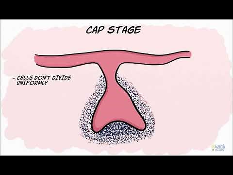Desarrollo del diente (Odontogénesis) #1 | Iniciación, etapa de brote y casquete | Dr. César Rivera