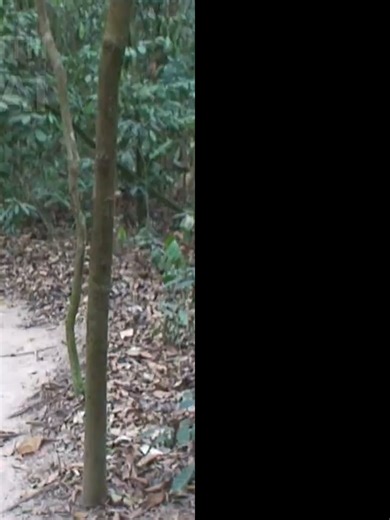 Ngy_thnh_lp_ng_cng_sn_Vit_Nam