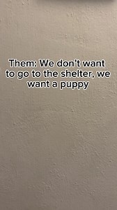 We have so many amazing puppies at the shelter! Different sizes, personalities and play styles. Come meet them today! 🤩 | Loving Paws Adoption Center (Pulaski County Humane Society)