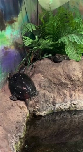 Turtle Spotlight: Meet one of our permanent residence, a spotted...