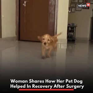 2.9K views | Pet owners and dogs share a unique bond. Now, in this video, the woman can be seen walking with the help of a walker while a knee brace is seen on her leg. She then shares clips of the dog playing with the dog and curtains. The woman further says that "dogs truly have healing powers." How so, watch for that : postothezippypuppy/Instagram #Dog #Dogs #PetDog #Pet #DogOwner | News18 | Facebook
