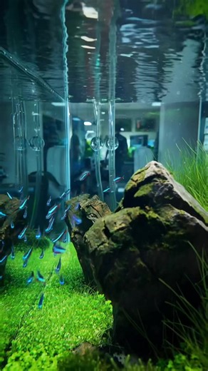 🌿🐟 #aquarismobrasil #aquascape #aquarismo #plantedtank #aquário | Aqua Scape
