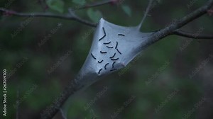 Tent Worms or Malacosoma americanum are caterpillars who build a silk cocoon around their many eggs. They crawl around this web quickly and create silk paths through which to move around.