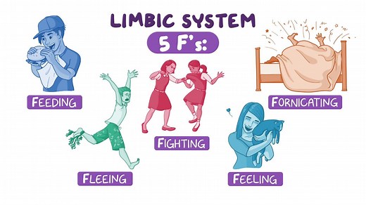 Video: Anatomy of the limbic system - Video Explanation! | Osmosis | Osmosis