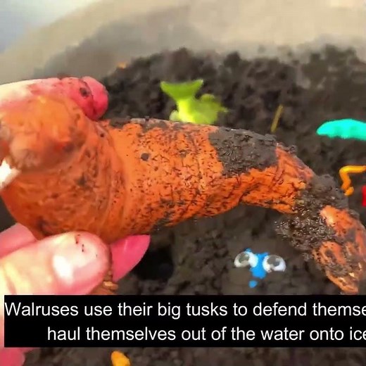 The Walrus! 🦷 Fun Facts About Tusks for Kids