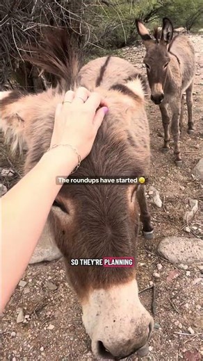 Something wierd is happening Arizona right now. Arizona is removing 2000+ wild burros