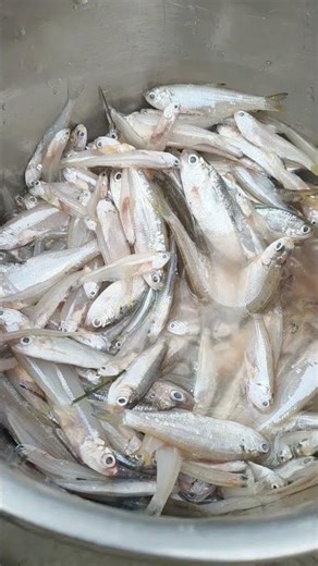 #fish fish local area sale