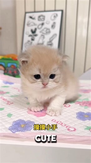 Kitten is Very Cute