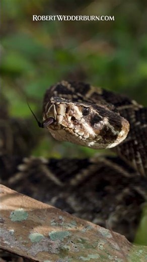 Is This Snake Just Bluffing Or Does It Mean Business?