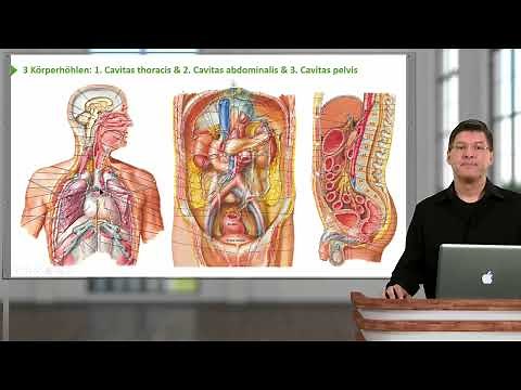 Situs Abdomen: Übersicht Magen-Darm-Trakt & Einteilung Körperhöhlen und Bauchregionen