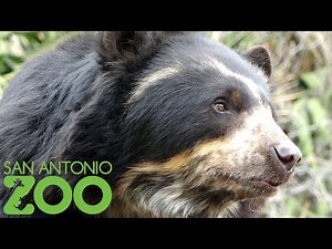 San Antonio Zoo Tour & Review with The Legend