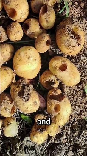 Methods for growing potatoes to achieve high yields without producing greenheads.