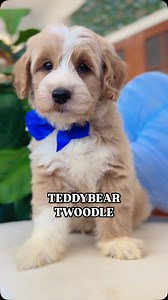 Absolute perfection!!! 🐶🫶🏼🤍 The puppy you’ve been dreaming of. 🥰 Twoodle = English Goldendoodle x Schnoodle | Smeraglia's Teddy Bear Goldendoodles & Schnoodles