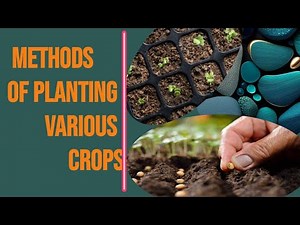 planting methods for various crops for grade 7 agriculture