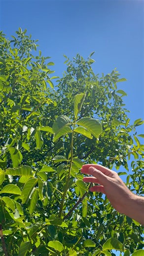 3.2K views | Paint with the shade of the tree  This video was produced by Network Media and The Astrit Channel | The Puzzle and Pointers | Facebook