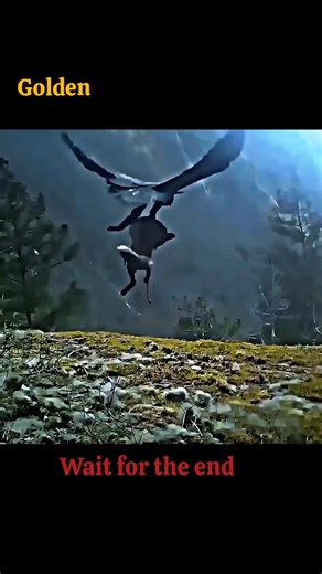 Golden eagle attack speed 320km/h #shorts #viral #wildlife #trending