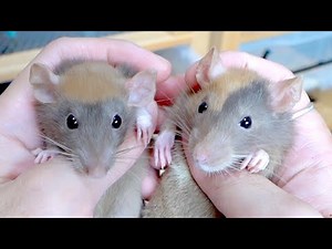 This is the first rare and mysterious rat I've ever had in my rat breeding career.