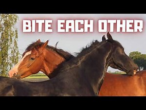 Bite Each Other... Why Do They LOVE This? | Back on the Road | We’ll Fix It… | Friesian Horses