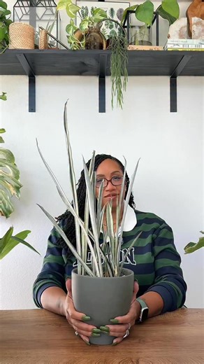 227 reactions · 9 comments | the Beginner Proof series is for anyone looking to get started in their plant parent journey with easy plants to be successful with! The snake plant is the standard beginner friendly houseplant, especially if you’re forgetful but still want some greenery in your home  #beginnerplants #houseplants #planttips | Britt Parrish | Facebook