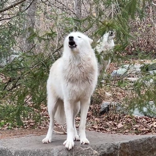 A good howl reminds us who we're fighting for 🐺 #RelistWolves | Wolf Conservation Center