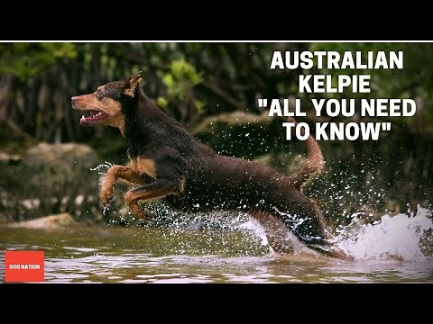 Australian Kelpie (All You Need To Know)