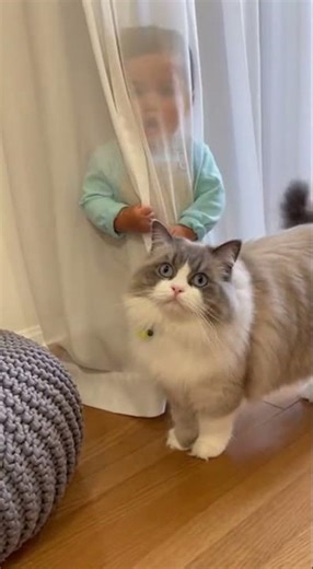 Cat Reveals Toddler's Hiding Spot