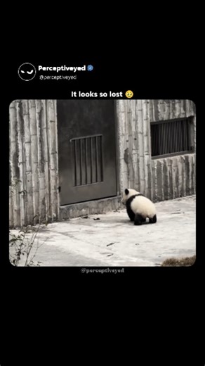 Perceptive | Viral Reels on Instagram: "Wait for end 🥹 A panda sprinting through a garden looks simple, but there’s something unexpectedly fascinating happening here. Known for their slow, relaxed lifestyle, pandas aren’t usually associated with speed or playfulness. Yet in moments like this, their personality shifts—soft grass under their feet, open space around them, and suddenly the panda moves with pure joy and energy, almost like it’s rediscovering freedom. Beyond the cuteness, this scene 
