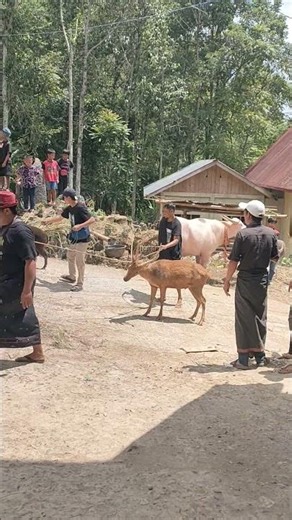 anoa adalah hewan khas Sulawesi #youtube #shortvideo