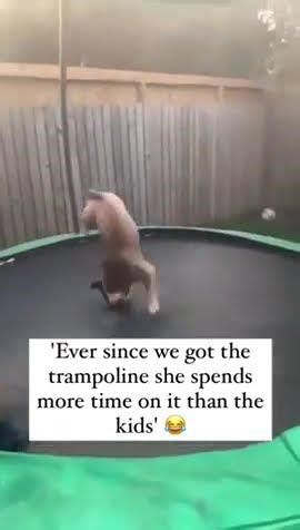 Dog Has The Time Of His Life Doing Front Rolls!