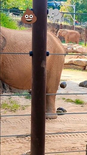 I Was Filming This Elephant and Then She S*** 💩😂 🐘 #subscribe #elephant #poop #giant #funny #viral