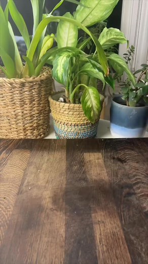 British food, or is it Tavern food 🤔 anyway this is frog in a bog | Shef Phoenix