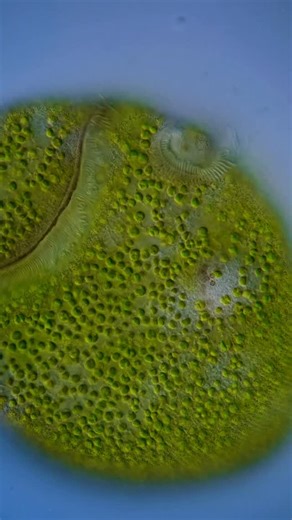 This is Stentor amethystinus, a single-celled organism with hundreds of green algae living inside it in collaboration with the host. . Algae produce sugar through photosynthesis and share some of it with Stentor, and in return Stentor protects them from algae-eaters in the pond within its large cell. This kind of relationship is called endosymbiosis, and it’s one of the backbones of the evolution of life on the planet. The powerhouse of our cells, mitochondria, are a result of an endosymbiotic r