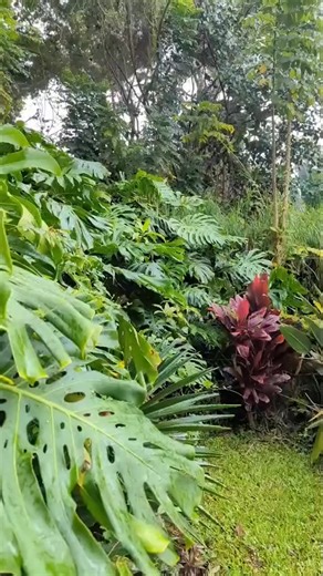 Did you know you can eat the fruit of a monstera deliciosa. #gardening #garden #plants #howto | The Gardening Guru
