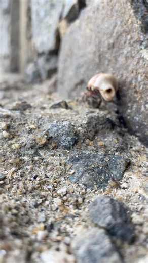 What actually lives inside a seashell? 🌊 #deepseadiver #travel #marinemystery