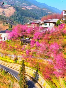 1.7M views · 35K reactions | Mùa hoa anh đào nở khắp núi rừng Tây Bắc | Đi | Facebook