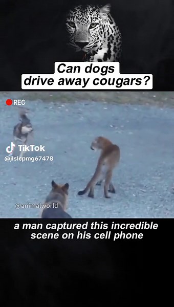 Can dogs drive away cougars? #animals #wildanimals#fyp#foryoupage#