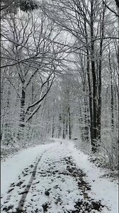 686K views · 88K reactions | Walk With Me: Let it Snow, Let it Snow, Let it Snow! Spectacular start to the day at Allegany State Park in Salamanca, NY in Cattaraugus County! Enchanted Mountains | John Kucko Digital | Facebook