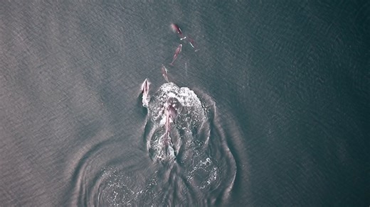 In a first, orcas and dolphins seen possibly hunting together