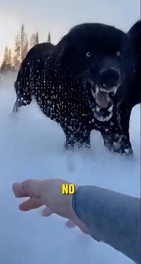 I Thought I Was Done Until A Husky Appeared... 🚨 #usa