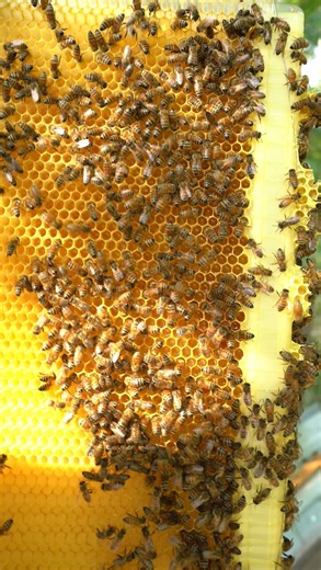 20K views · 404 reactions | Flow Frame Update #beekeeper #beekeeping #flowhive #honey #beehive #bees | Bowser Bee | Facebook