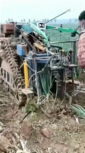 Efficient Large - Scale Onion Harvesting with Agricultural Machinery
