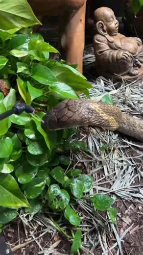 King cobra takes a calm water break