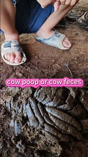Cow poop #cowpoop #shorts