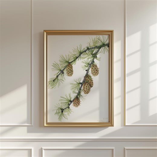 Vintage Western Larch Printable Wall Art | Mary Vaux Walcott Antique Floral Illustration Home Decor | Botanical Art Digital Download - Etsy Australia
