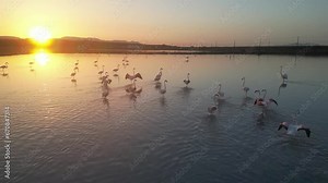 The habitat of flamingo birds, the movements of birds together at sunrise and migration time