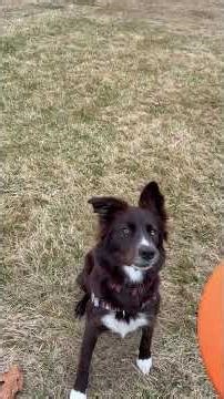 For the love of Borhuskador! It’s Friday, time 2 “Level Up”! Border collie, Husky, Lab, Dachshund :)