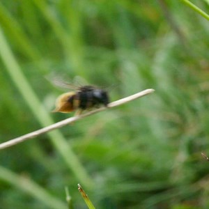 Watch as this bee takes flight on a broomstick! ✨ Did you know that one out of every three mouthfuls of our food depends on pollinators such as bees? Bees are vital for the food system and are the primary pollinators for crops in the UK. 🐝 | WWF Scotland