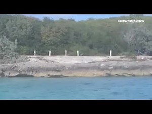 Caught on camera: Dog fights shark in Bahamas