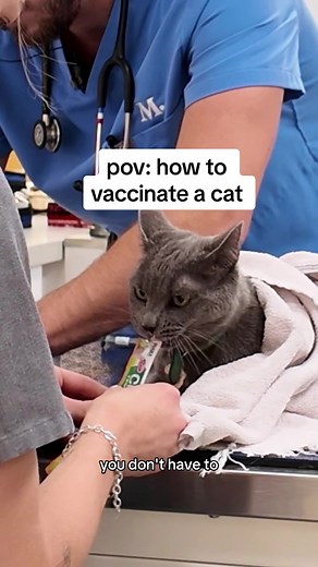 How to Vaccinate a Cat: Tips for Pet Owners