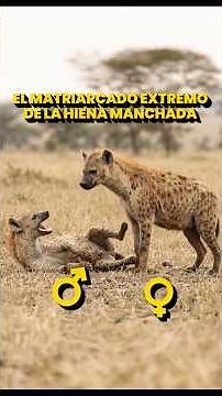 The extreme matriarchy of the spotted hyena